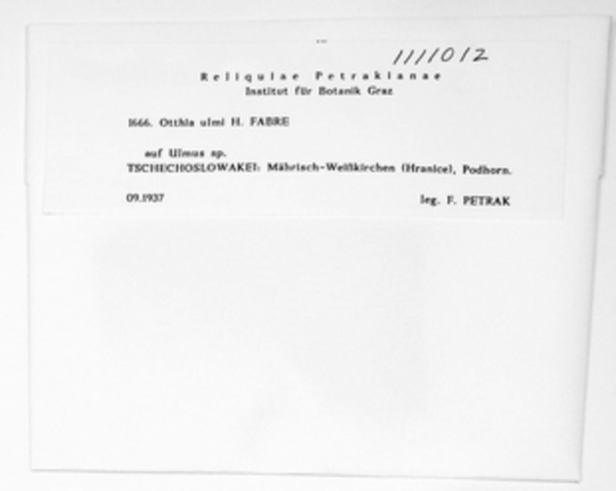 Otthia ulmi image